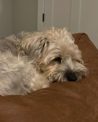 Illustration de l'article : Un chien mécontent de se faire toiletter alors qu’il s’était roulé dans l’herbe jusqu’à devenir entièrement vert
