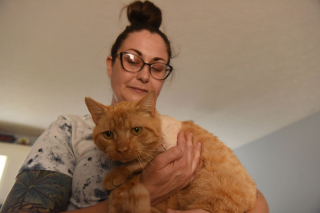 Illustration de l'article : Percuté par une voiture et laissé pour mort, un chat trouve la force de ramper jusqu’à une maison pour y chercher de l’aide