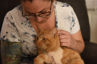 Illustration de l'article : Percuté par une voiture et laissé pour mort, un chat trouve la force de ramper jusqu’à une maison pour y chercher de l’aide