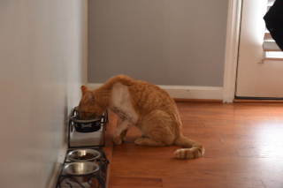 Illustration de l'article : Percuté par une voiture et laissé pour mort, un chat trouve la force de ramper jusqu’à une maison pour y chercher de l’aide