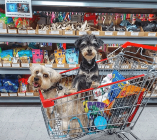 Illustration de l'article : 18 photos de chiens qui se font une joie de faire les courses avec leurs humains