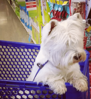 Illustration de l'article : 18 photos de chiens qui se font une joie de faire les courses avec leurs humains