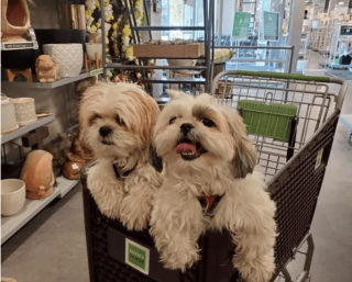 Illustration de l'article : 18 photos de chiens qui se font une joie de faire les courses avec leurs humains