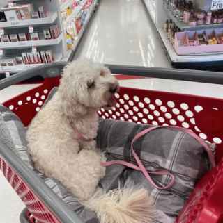 Illustration de l'article : 18 photos de chiens qui se font une joie de faire les courses avec leurs humains