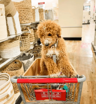 Illustration de l'article : 18 photos de chiens qui se font une joie de faire les courses avec leurs humains