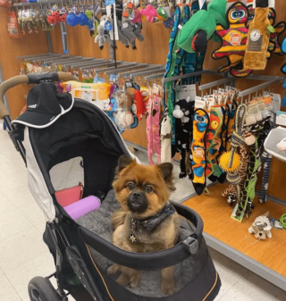 Illustration de l'article : 18 photos de chiens qui se font une joie de faire les courses avec leurs humains