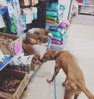 Illustration de l'article : 18 photos de chiens qui se font une joie de faire les courses avec leurs humains