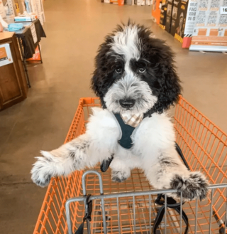 Illustration de l'article : 18 photos de chiens qui se font une joie de faire les courses avec leurs humains