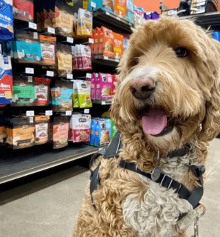Illustration de l'article : 18 photos de chiens qui se font une joie de faire les courses avec leurs humains