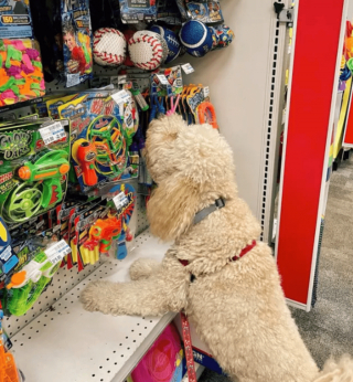 Illustration de l'article : 18 photos de chiens qui se font une joie de faire les courses avec leurs humains