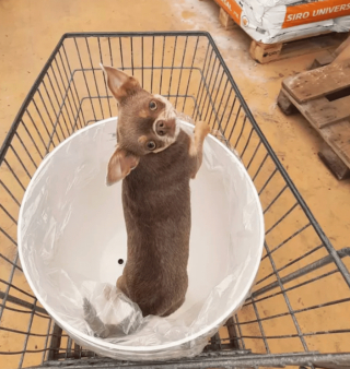 Illustration de l'article : 18 photos de chiens qui se font une joie de faire les courses avec leurs humains