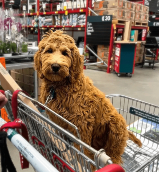 Illustration de l'article : 18 photos de chiens qui se font une joie de faire les courses avec leurs humains