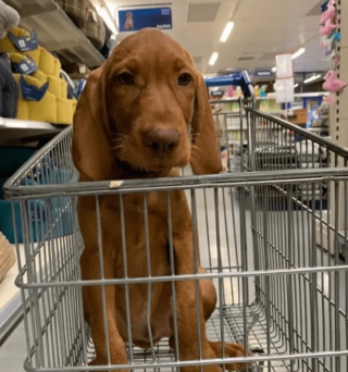 Illustration de l'article : 18 photos de chiens qui se font une joie de faire les courses avec leurs humains