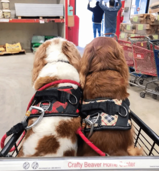 Illustration de l'article : 18 photos de chiens qui se font une joie de faire les courses avec leurs humains