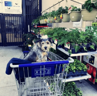 Illustration de l'article : 18 photos de chiens qui se font une joie de faire les courses avec leurs humains
