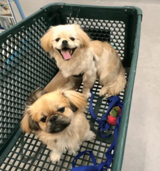 Illustration de l'article : 18 photos de chiens qui se font une joie de faire les courses avec leurs humains