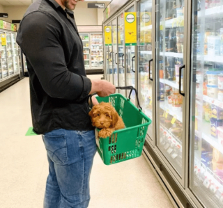 Illustration de l'article : 18 photos de chiens qui se font une joie de faire les courses avec leurs humains