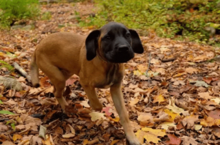 Illustration de l'article : 17 photos de chiots qui n'ont fait qu'embellir avec l'âge pour devenir de ravissants chiens adultes