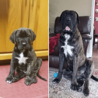 Illustration de l'article : 17 photos de chiots qui n'ont fait qu'embellir avec l'âge pour devenir de ravissants chiens adultes