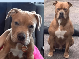 Illustration de l'article : 17 photos de chiots qui n'ont fait qu'embellir avec l'âge pour devenir de ravissants chiens adultes