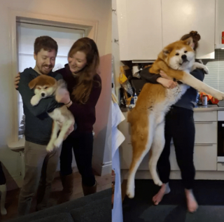 Illustration de l'article : 17 photos de chiots qui n'ont fait qu'embellir avec l'âge pour devenir de ravissants chiens adultes