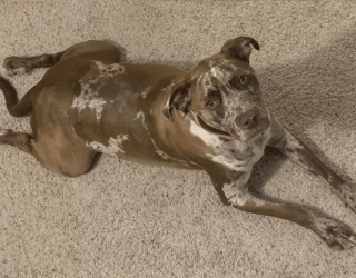 Illustration de l'article : 17 photos de chiots qui n'ont fait qu'embellir avec l'âge pour devenir de ravissants chiens adultes