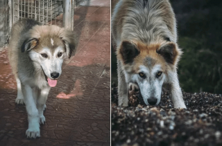 Illustration de l'article : 17 photos de chiots qui n'ont fait qu'embellir avec l'âge pour devenir de ravissants chiens adultes
