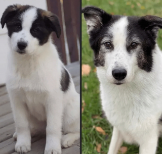 Illustration de l'article : 17 photos de chiots qui n'ont fait qu'embellir avec l'âge pour devenir de ravissants chiens adultes