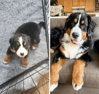 Illustration de l'article : 17 photos de chiots qui n'ont fait qu'embellir avec l'âge pour devenir de ravissants chiens adultes