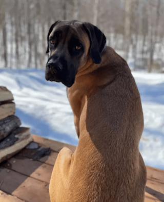 Illustration de l'article : 17 photos de chiots qui n'ont fait qu'embellir avec l'âge pour devenir de ravissants chiens adultes