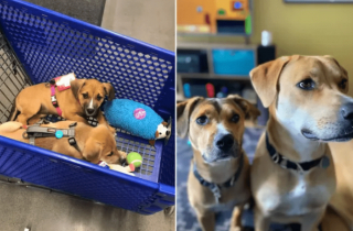 Illustration de l'article : 17 photos de chiots qui n'ont fait qu'embellir avec l'âge pour devenir de ravissants chiens adultes