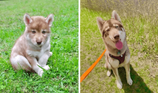 Illustration de l'article : 17 photos de chiots qui n'ont fait qu'embellir avec l'âge pour devenir de ravissants chiens adultes