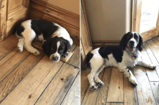 Illustration de l'article : 17 photos de chiots qui n'ont fait qu'embellir avec l'âge pour devenir de ravissants chiens adultes