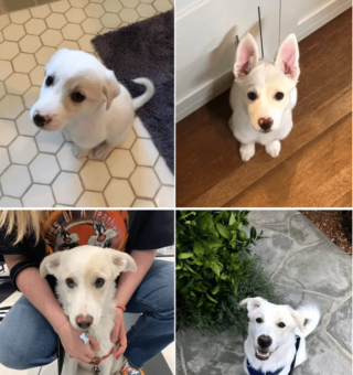 Illustration de l'article : 17 photos de chiots qui n'ont fait qu'embellir avec l'âge pour devenir de ravissants chiens adultes