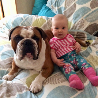 Illustration de l'article : Un lien spécial unit ce bébé et son grand frère Bouledogue