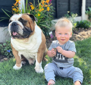 Illustration de l'article : Un lien spécial unit ce bébé et son grand frère Bouledogue