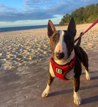 Illustration de l'article : Un Bull Terrier pratique son sport favori sur les plages australiennes (vidéo)