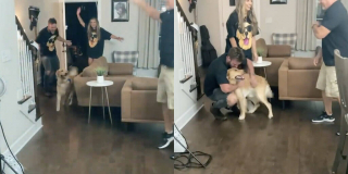 Illustration de l'article : Une famille organise une fête d’anniversaire surprise pour son Golden Retriever (vidéo)