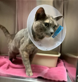 Illustration de l'article : Effrayé par un cerf, leur chat disparaît. 2 mois plus tard, ils seront contactés par un refuge à 100 km de chez eux