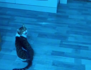 Illustration de l'article : Un chat senior sourd avec des troubles de la mémoire a besoin de savoir que son maître n'est pas loin (vidéo)