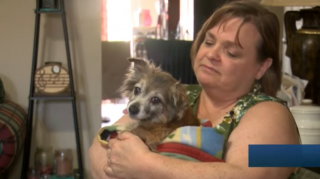 Illustration de l'article : Une dizaine de secouristes se sont mobilisés pendant 3 heures pour tenter de sauver une chienne sourde tombée dans un égout