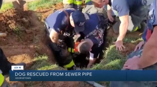 Illustration de l'article : Une dizaine de secouristes se sont mobilisés pendant 3 heures pour tenter de sauver une chienne sourde tombée dans un égout