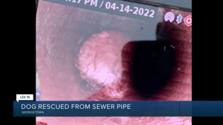 Illustration de l'article : Une dizaine de secouristes se sont mobilisés pendant 3 heures pour tenter de sauver une chienne sourde tombée dans un égout