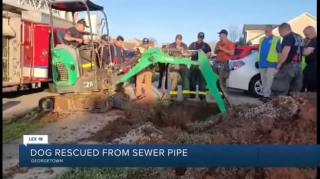 Illustration de l'article : Une dizaine de secouristes se sont mobilisés pendant 3 heures pour tenter de sauver une chienne sourde tombée dans un égout