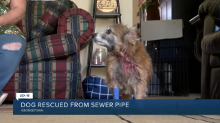 Illustration de l'article : Une dizaine de secouristes se sont mobilisés pendant 3 heures pour tenter de sauver une chienne sourde tombée dans un égout