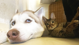 Illustration de l'article : Une chatte sauvée par la fondation 30 Millions d’Amis devient la meilleure amie de 2 Huskies