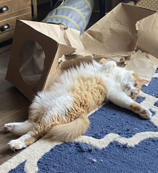 Illustration de l'article : 16 photos d'animaux qui en font voir de toutes les couleurs à leurs humains