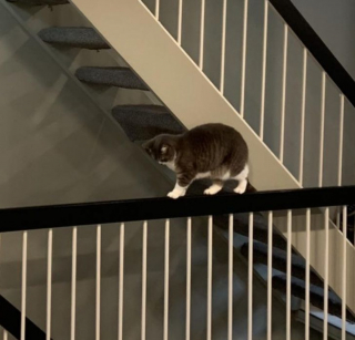 Illustration de l'article : 16 photos d'animaux qui en font voir de toutes les couleurs à leurs humains