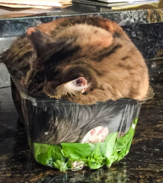 Illustration de l'article : 16 photos d'animaux qui en font voir de toutes les couleurs à leurs humains