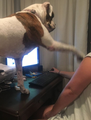 Illustration de l'article : 16 photos d'animaux qui en font voir de toutes les couleurs à leurs humains